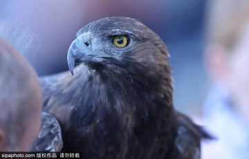 皇家马德里女足迎战法兰克福：晋级欧冠的关键时刻